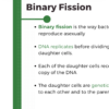 Asexual Reproduction - Image 4